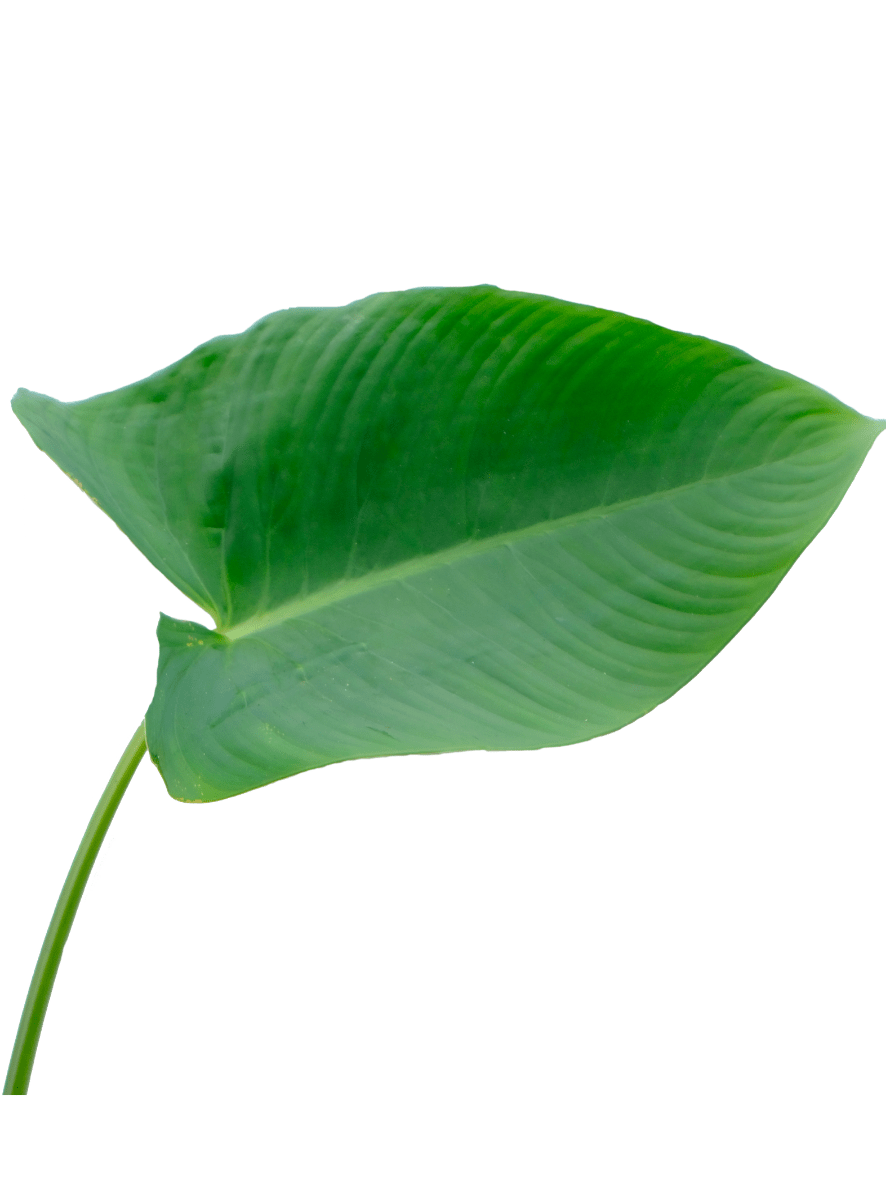 Best vegetable and fruit shop in Raipur
