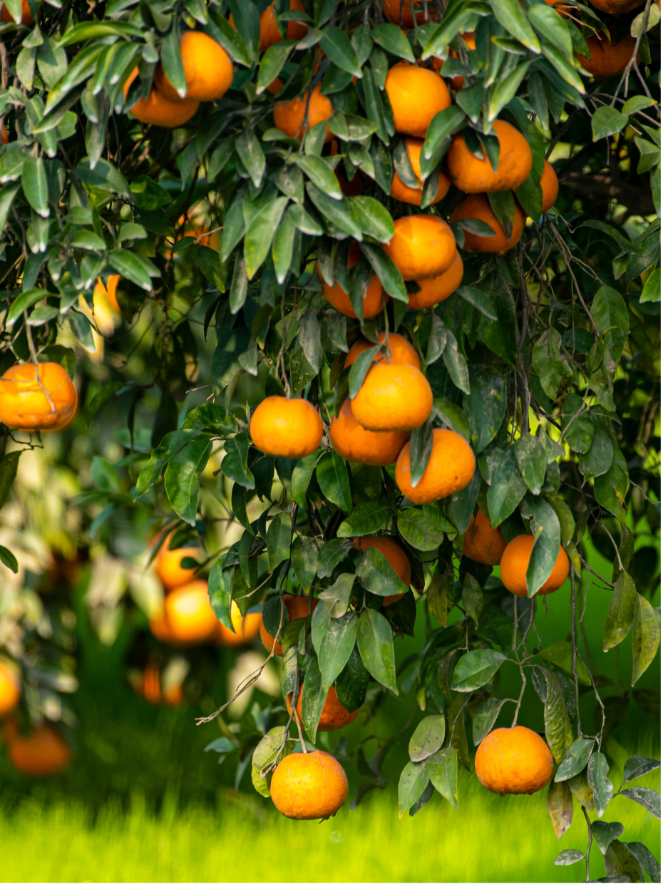 Best vegetable and fruit shop in Raipur